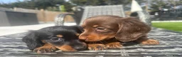 Miniature Dachshund dogs for sale: ✨MINI LONG HAIRED DACHSHUNDS ✨KC ✨ - Advert 6