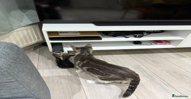 American Shorthair cats Beautiful mixed kittens - Advert 12