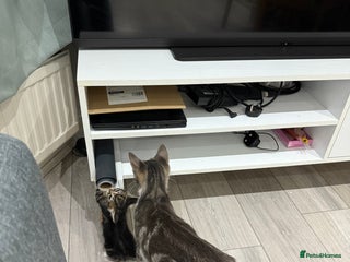 American Shorthair cats Beautiful mixed kittens - Advert 1