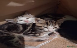 Mixed Breed cats for sale: Three kittens  - Image 7