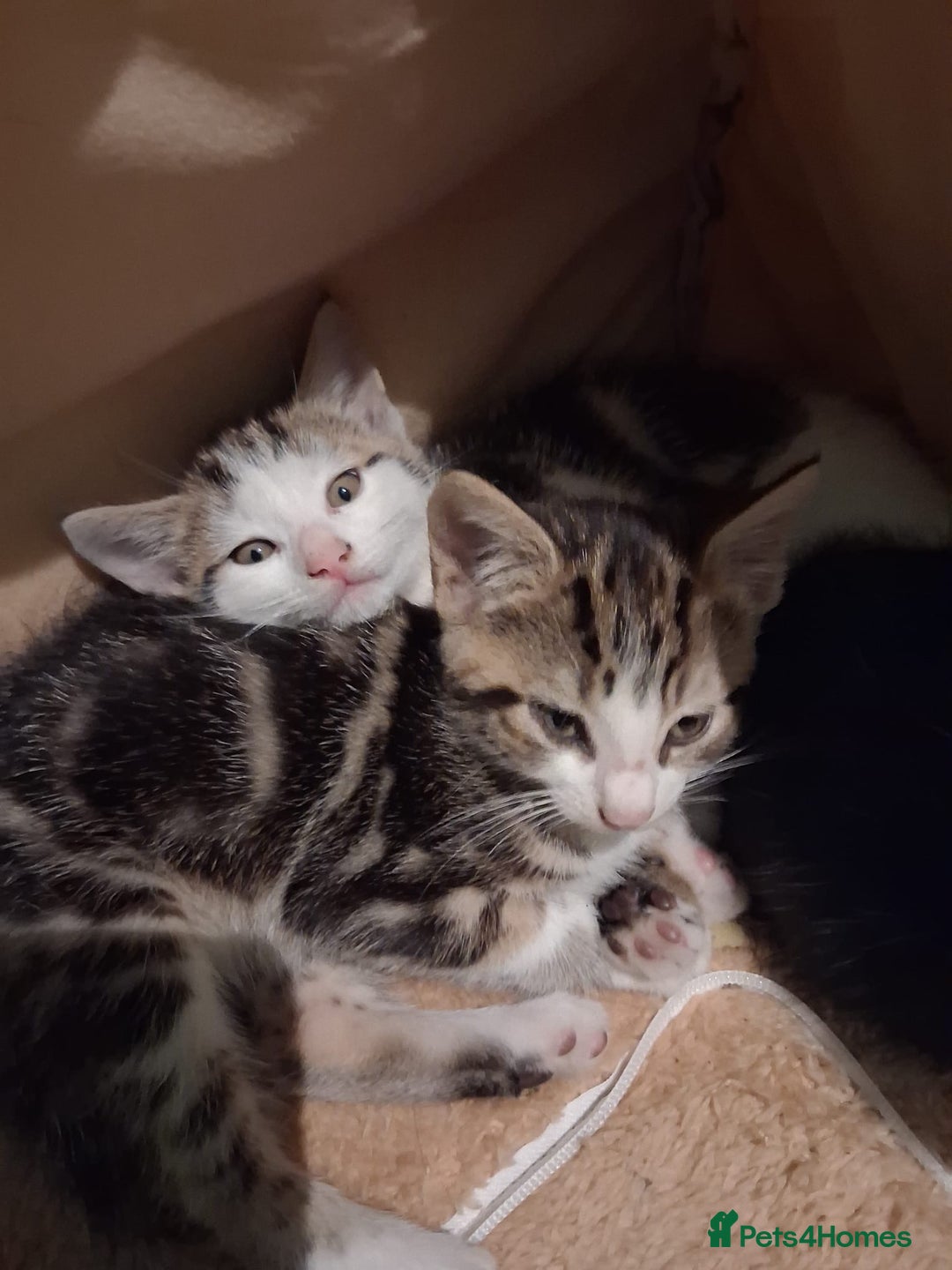 Mixed Breed cats for sale: Three kittens  - Image 7