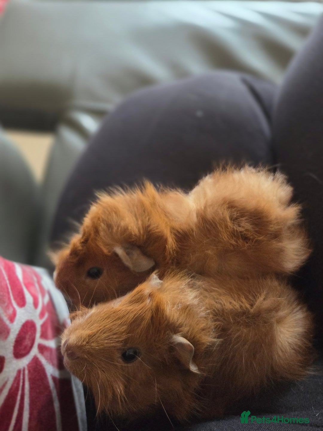 Guinea Pig rodents for sale: Baby female guinea pigs - Image 8
