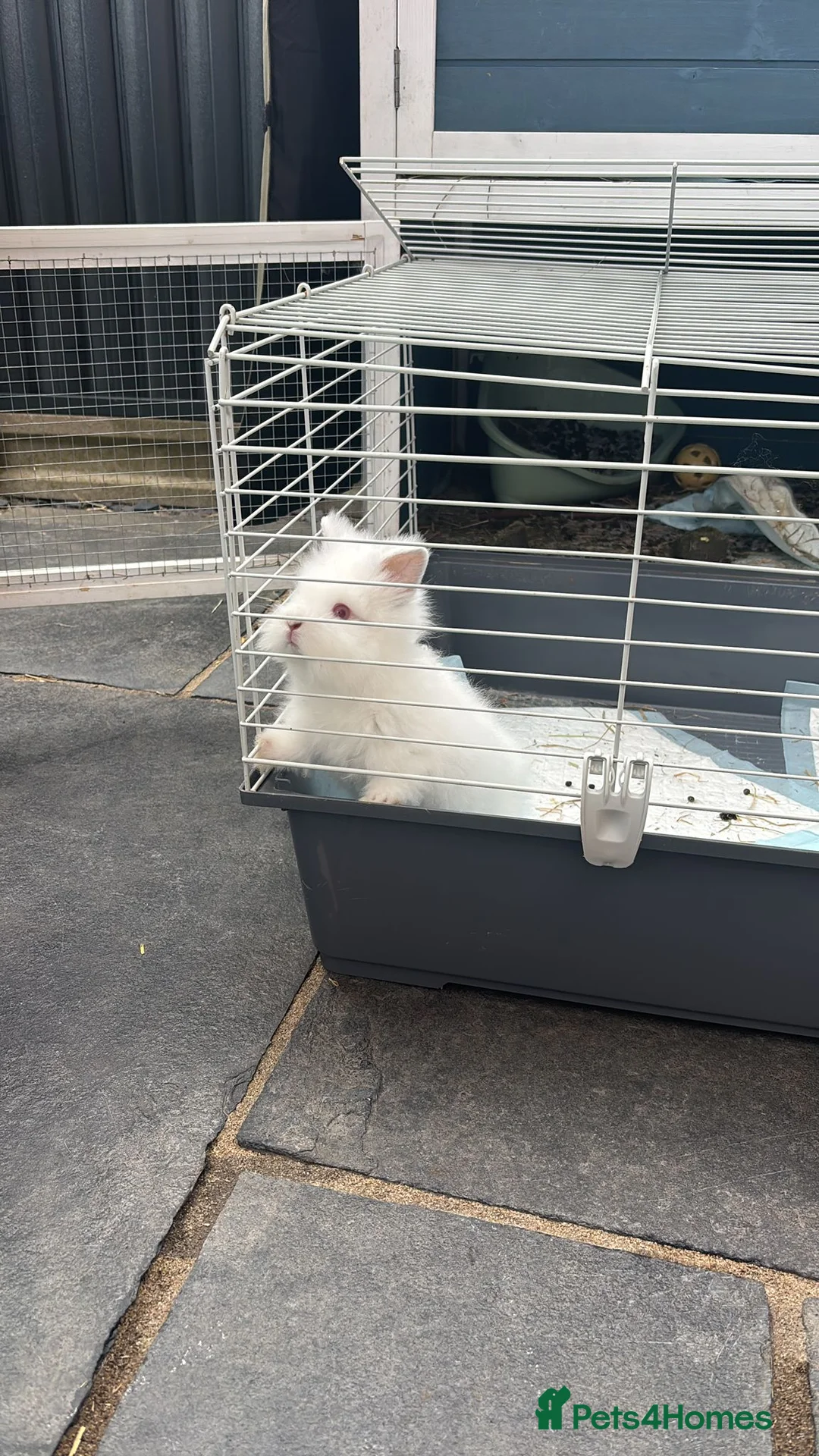 Mixed Breed rabbits for sale: Double Manned Lionhead Dwarf Rabbits  - Advert 11