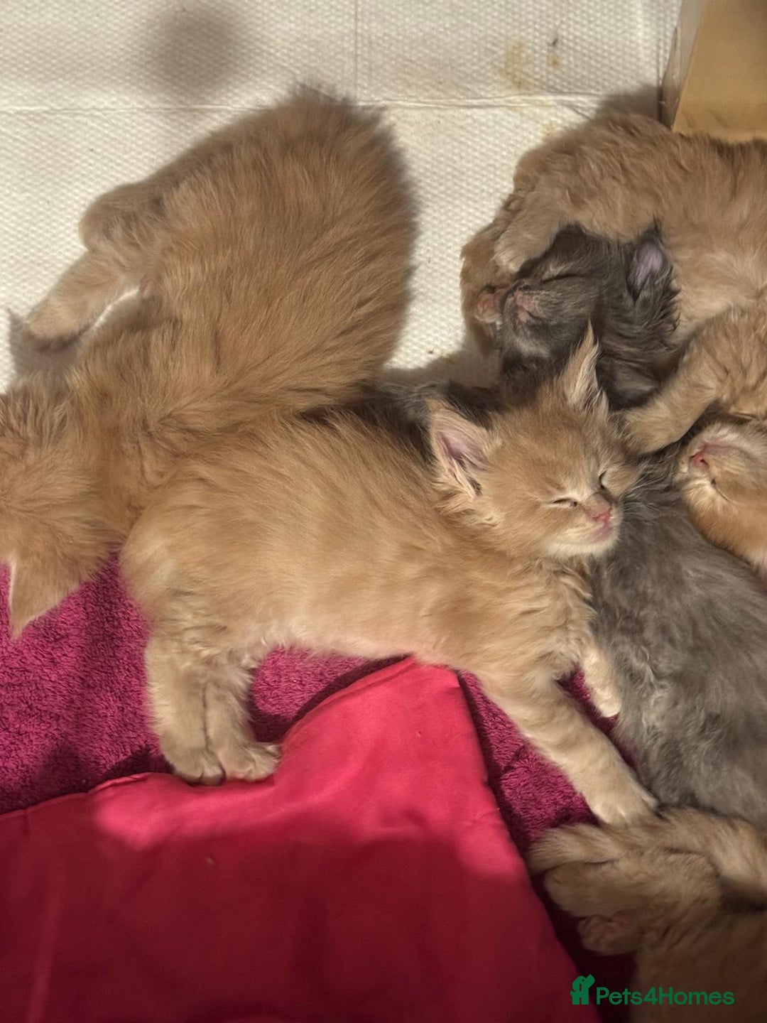 Maine Coon cats for sale: ✨Stunning Maine Coon Kittens✨ - Image 15