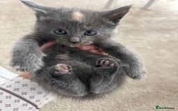 Maine Coon cats for sale: Half main coon kittens  - Image 32