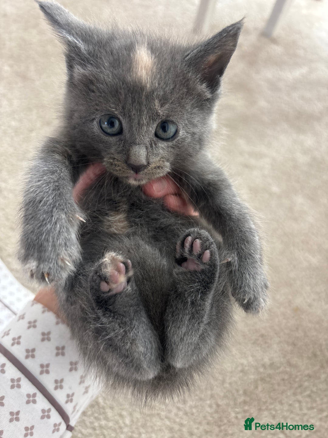 Maine Coon cats for sale: Half main coon kittens  - Image 32