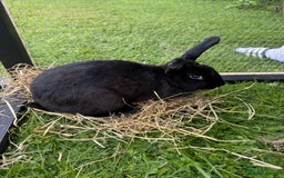 Lionhead rabbits for sale: 3 baby rabbits - Advert 5