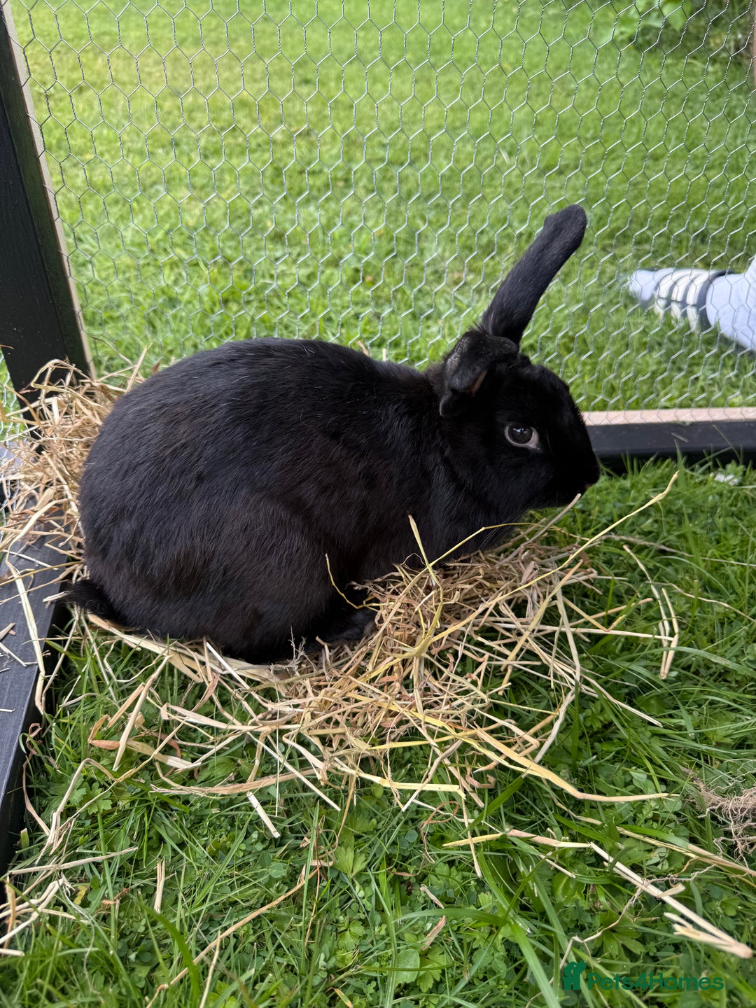 Lionhead rabbits for sale: 3 baby rabbits - Advert 5