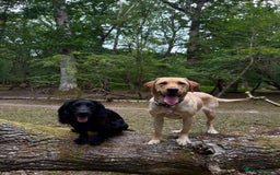 Mixed Breed dogs for sale: Beautiful Labrador × Sprocker Puppies  - Image 2