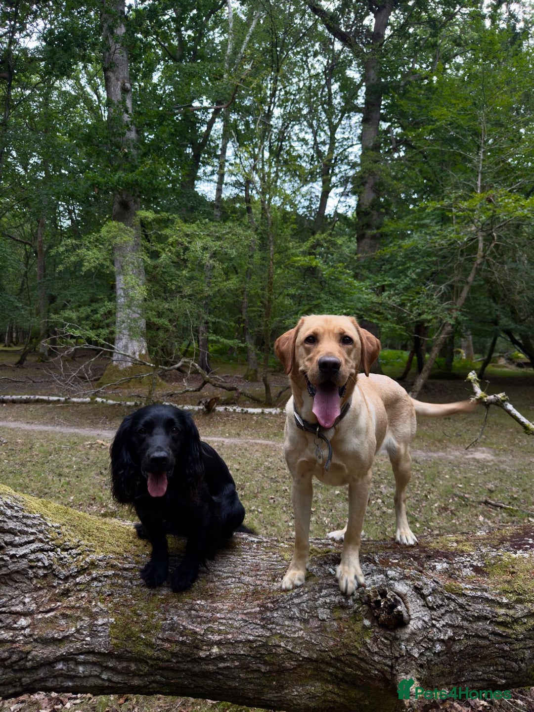 Mixed Breed dogs for sale: Beautiful Labrador × Sprocker Puppies  - Image 2
