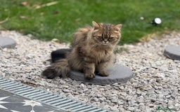 Persian cats for sale: Persian mixed kittens ready to find forever home  - Image 3