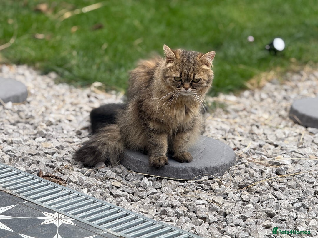 Persian cats for sale: Persian mixed kittens ready to find forever home  - Image 3