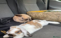 Dwarf Lop rabbits for sale: Two females  - Image 1