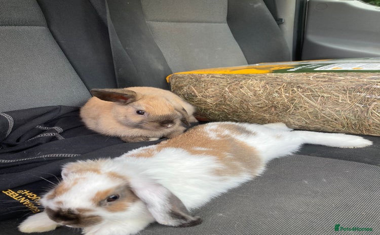 Dwarf Lop rabbits - Advert 2