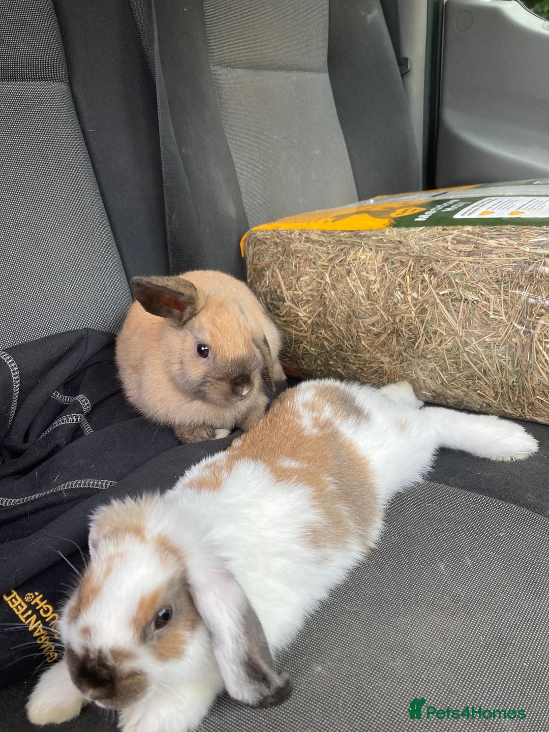 Dwarf Lop rabbits for sale: Two females  - Image 1
