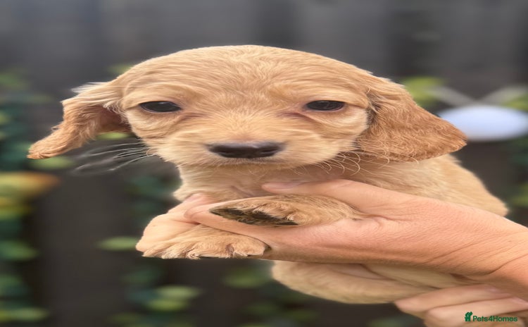 Cockapoo dogs - Advert 10