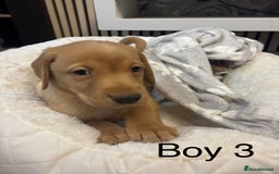 Labrador Retriever dogs for sale: 🐶 Gorgeous Labrador Puppies Ready 20th October 🐶 - Image 5