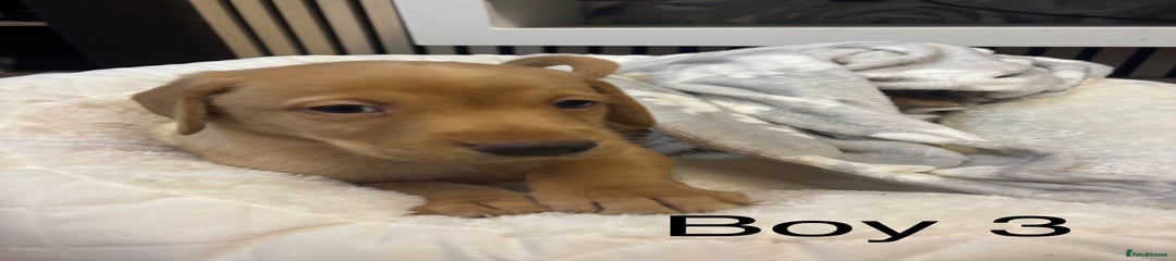 Labrador Retriever Puppy 4