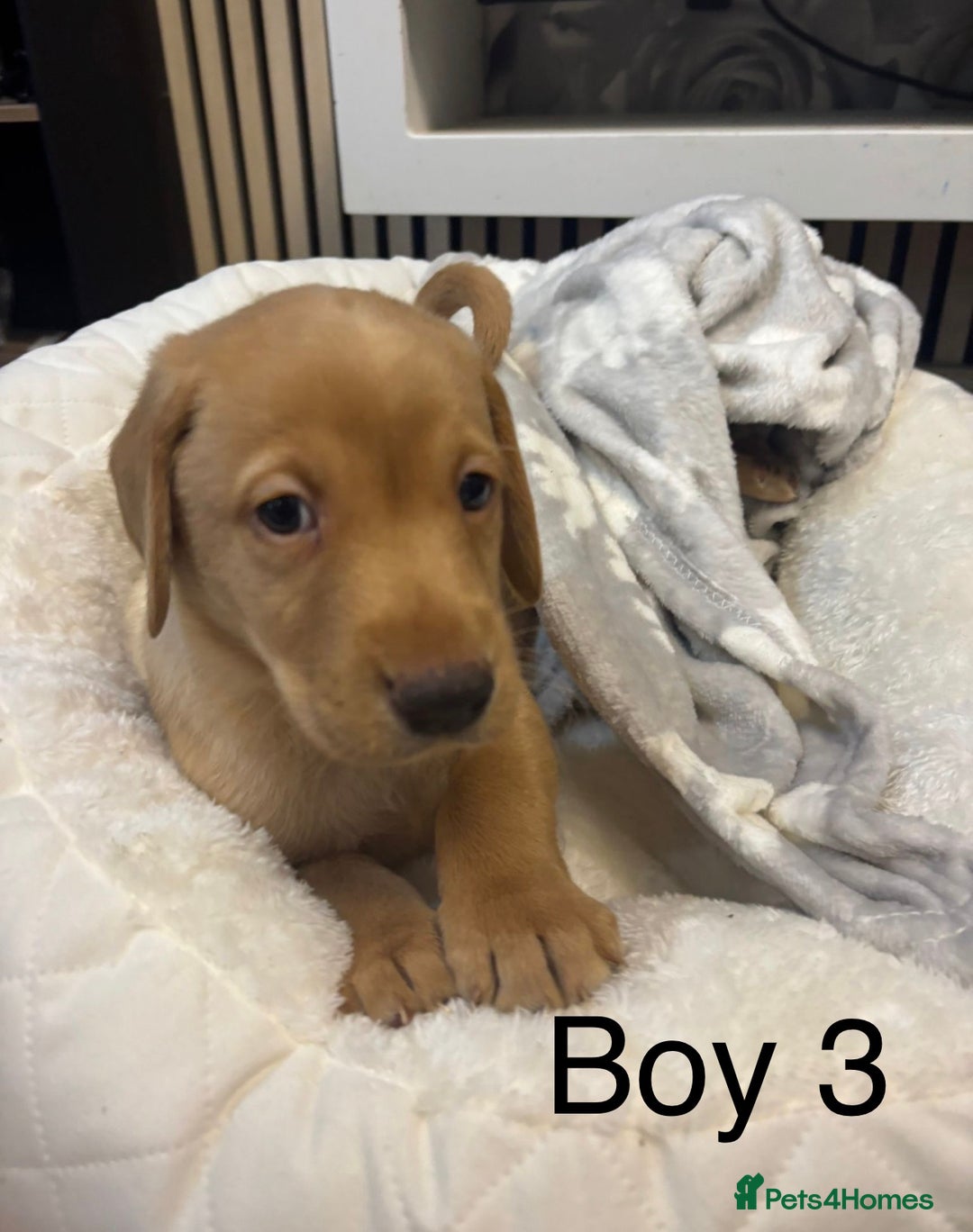 Labrador Retriever dogs for sale: 🐶 Gorgeous Labrador Puppies Ready 20th October 🐶 - Image 5