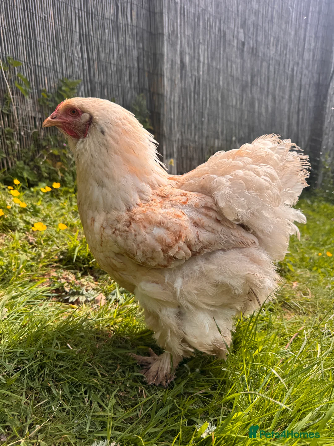 Chickens poultry for sale: 6 Mixed flock hatching eggs - Advert 3