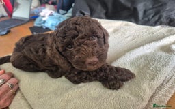 Sproodle dogs for sale: Beautiful Sproodles 1 black girl&1 chocolate boy - Image 10