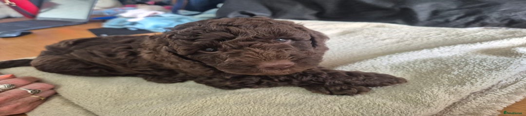 Sproodle Puppy 1