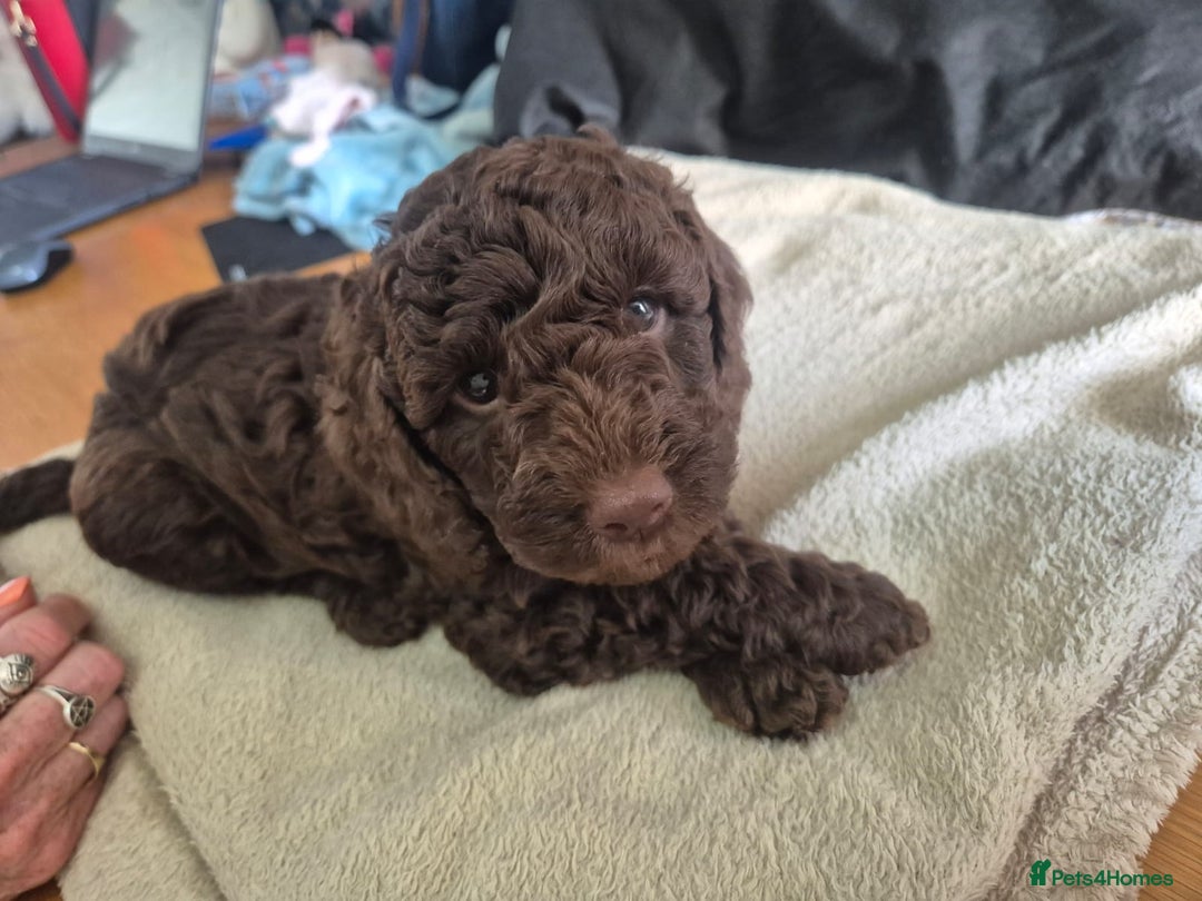 Sproodle dogs for sale: Beautiful Sproodles 1 black girl&1 chocolate boy - Image 10