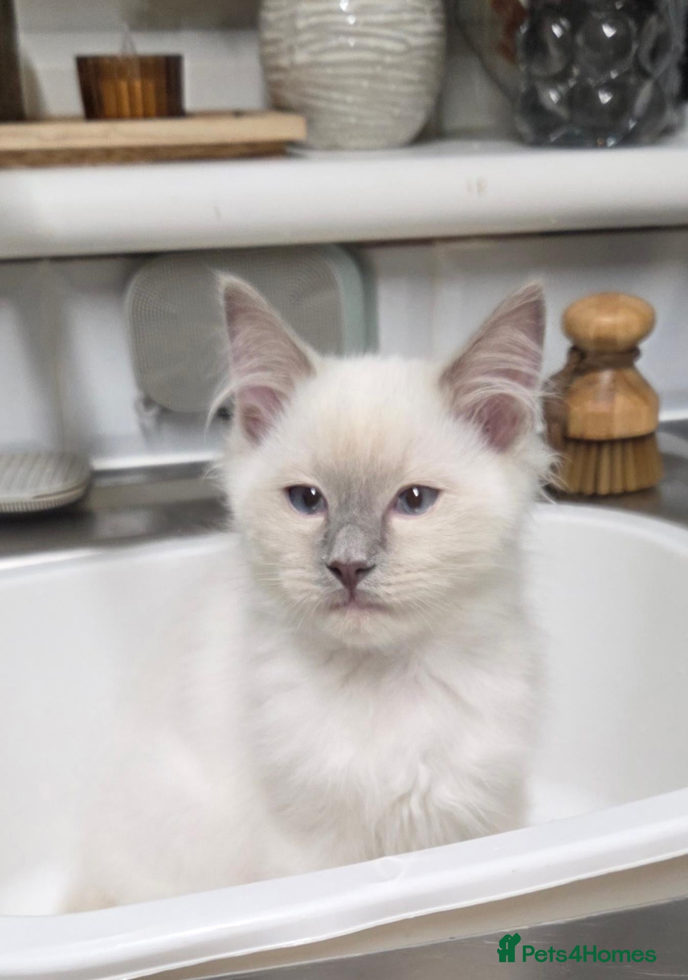 Ragdoll cats for sale: GCCF REGISTERED PEDIGREE RAGDOLL KITTENS  - Advert 2