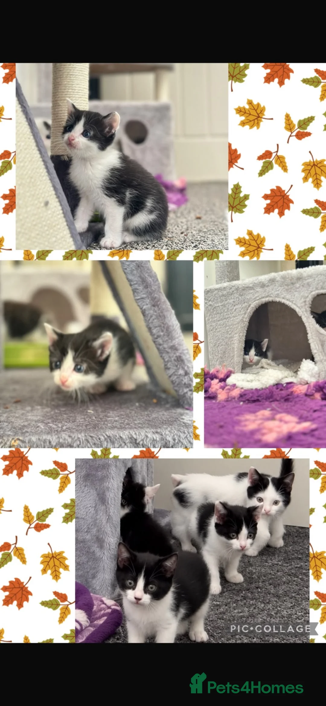 Mixed Breed cats for sale: Stunning kittens  - Advert 1