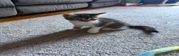 Mixed Breed cats for sale: Persian cross kitten  - Advert 3