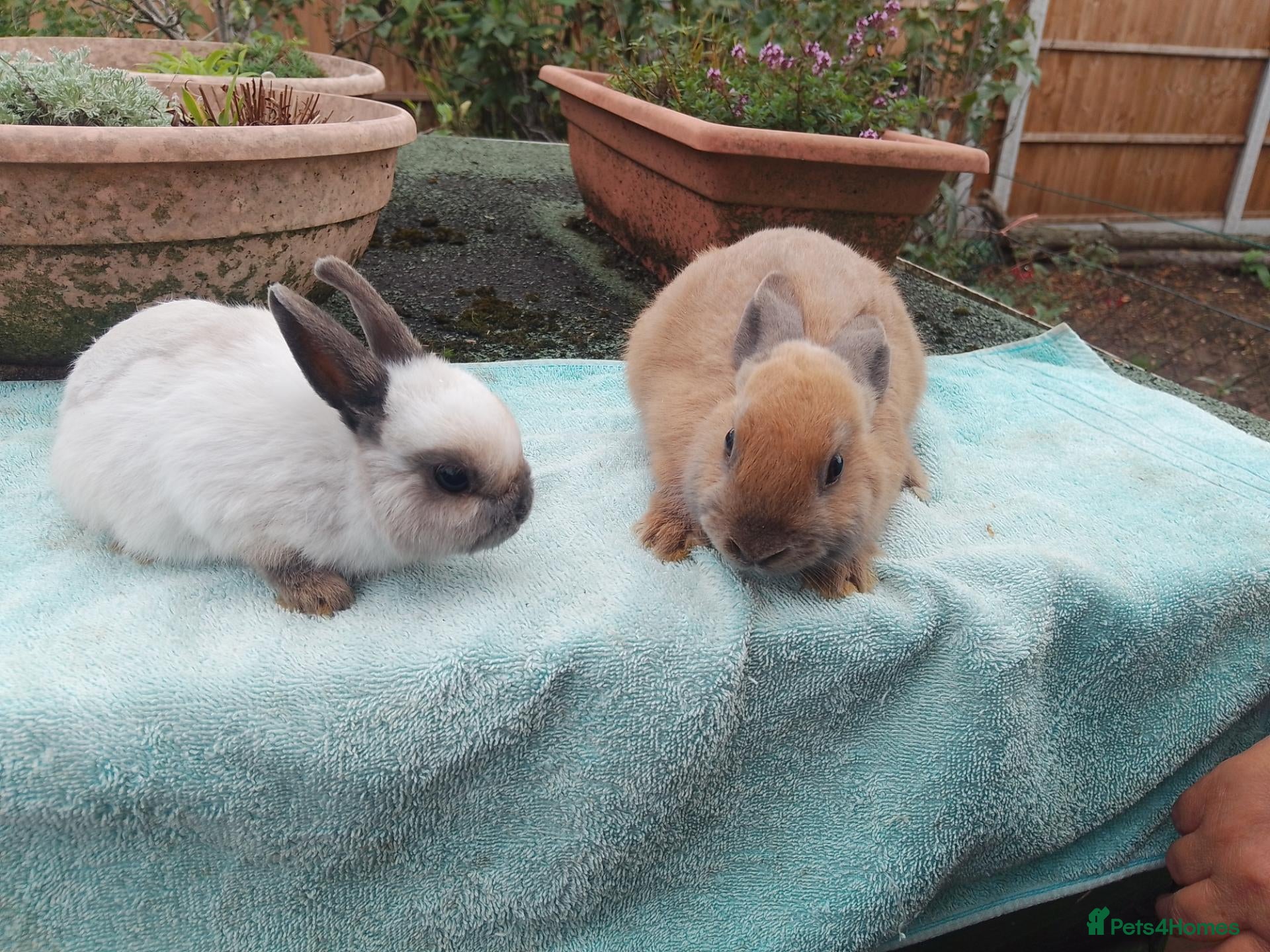 Netherland Dwarf rabbits Baby Netherland Dwarf Males - Advert 2