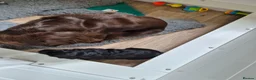 Cocker Spaniel dogs for sale: Stunning KC Reg Small type cocker spaniel  - Advert 2