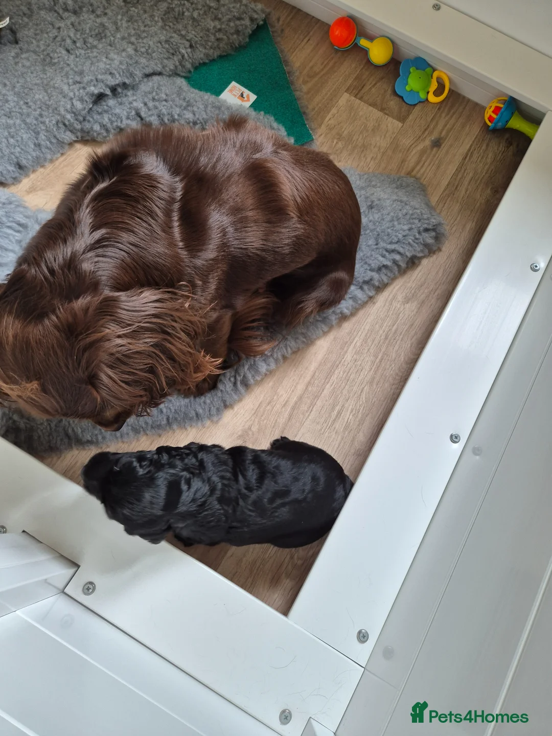 Cocker Spaniel dogs for sale: Stunning KC Reg Small type cocker spaniel  - Advert 2