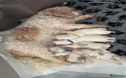 Cavachon dogs for sale: Cavachon f2 puppies  - Image 5