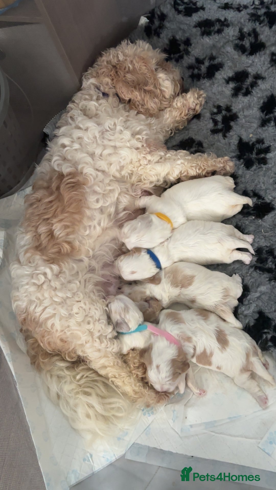 Cavachon dogs for sale: Cavachon f2 puppies  - Image 5
