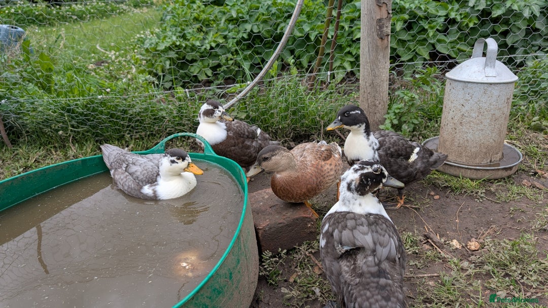 Ducks poultry for sale: Call ducks for sale - Image 4