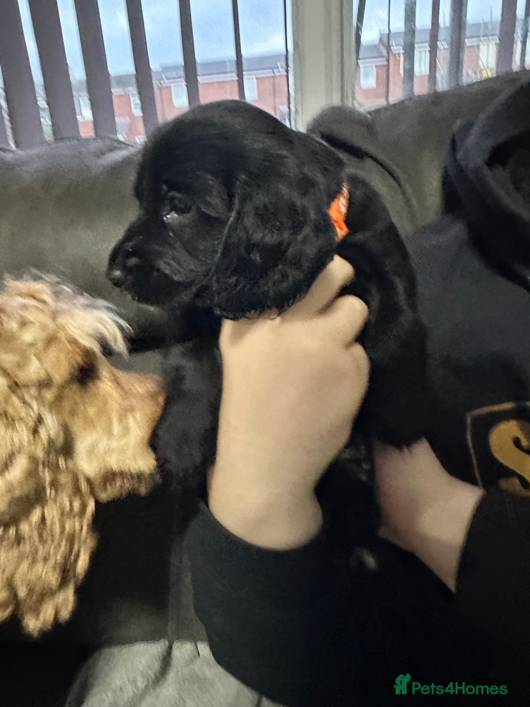 Cockapoo dogs for sale: Stunning F1B Show Cockapoo LAST TO RESERVE - Image 4