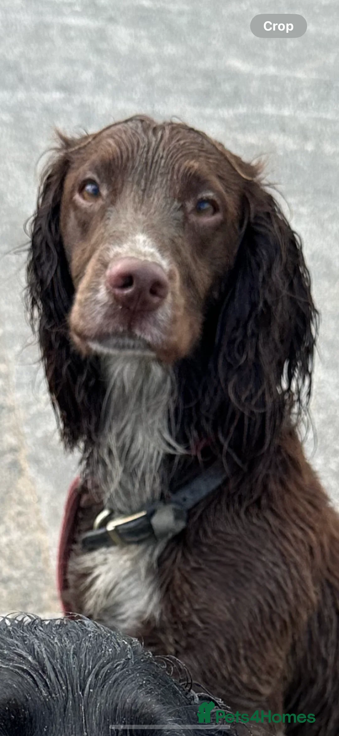 Cocker Spaniel dogs for stud: Cocker spaniel stud in Glossop - Advert 10