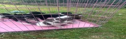 Sprollie dogs for sale: Springer x Collie in Lydney - Advert 17