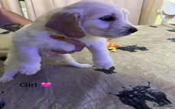 Mixed Breed dogs for sale: Beautiful chunky golden retriever x cockapoos  - Image 11