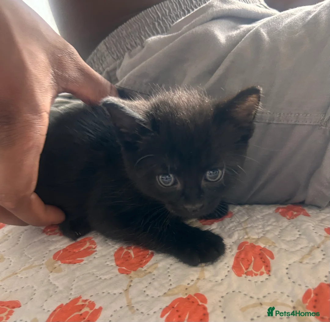 Mixed Breed cats for sale: Kittens  - Advert 2
