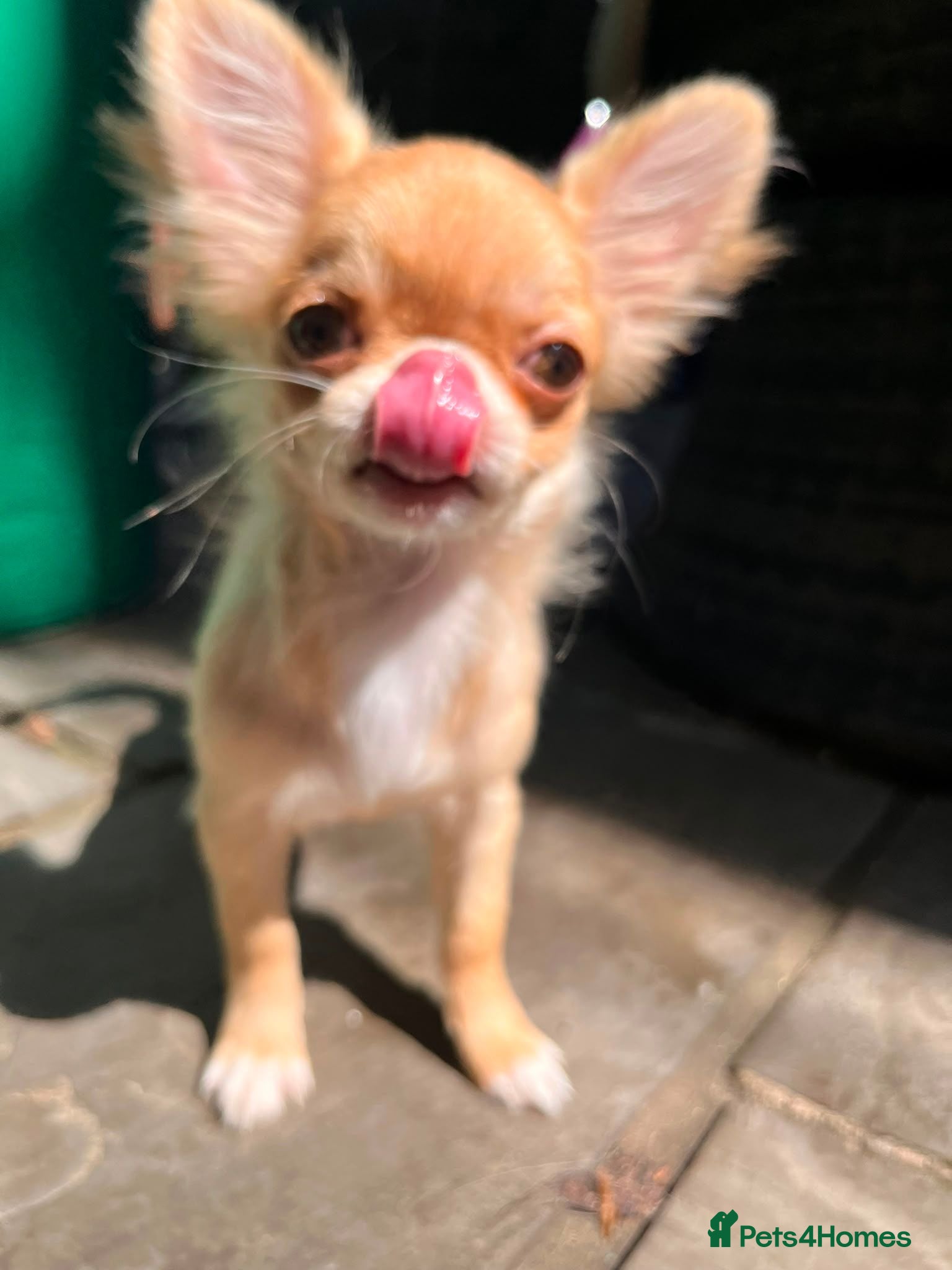 Chihuahua dogs Two quality boys long hair  - Advert 2