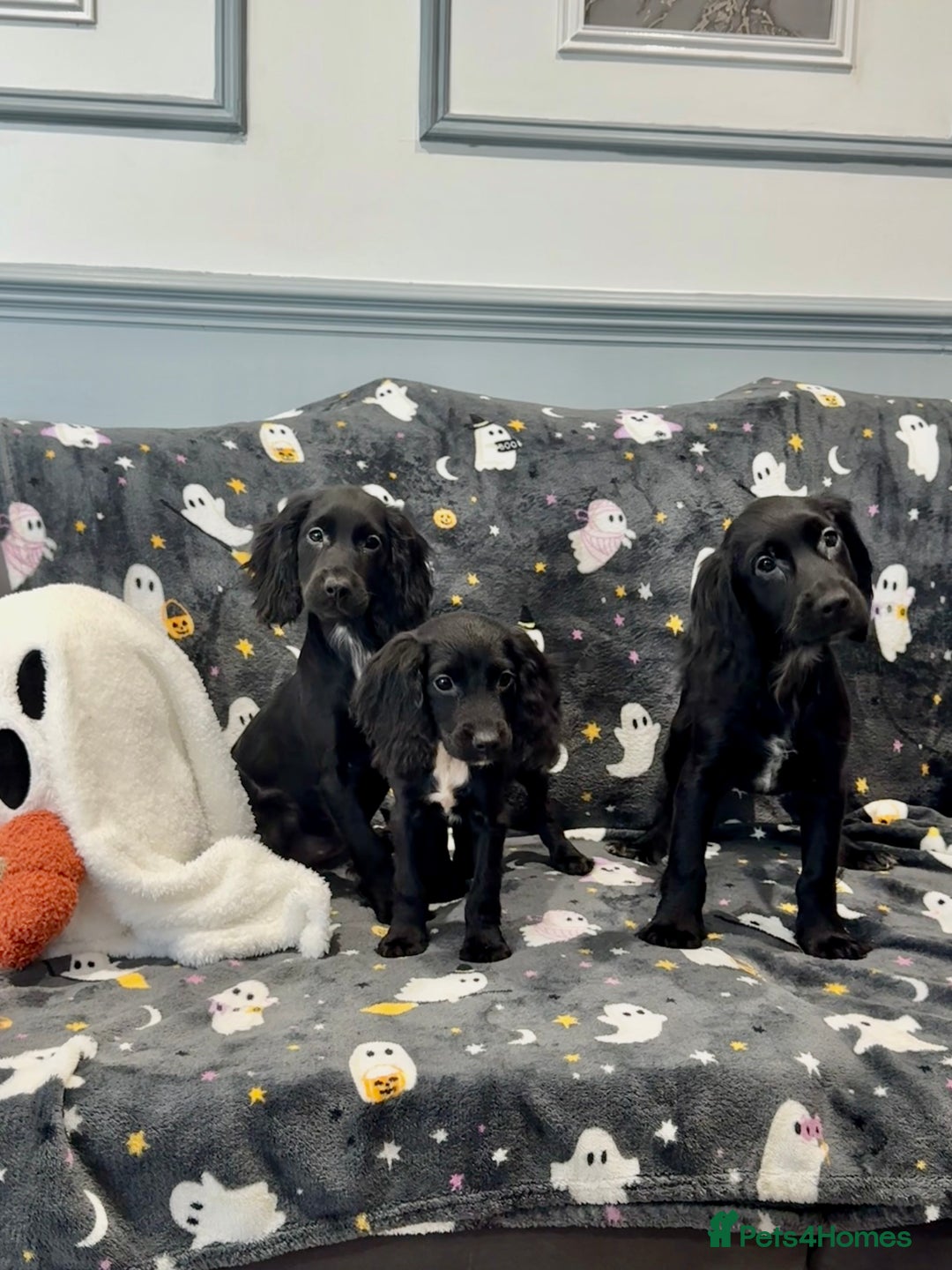 Cocker Spaniel dogs for sale: READY NOW 1 BLACK GIRL COCKER SPANIELS AVAILABLE  - Image 1