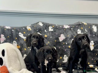 Cocker Spaniel dogs - Advert 13