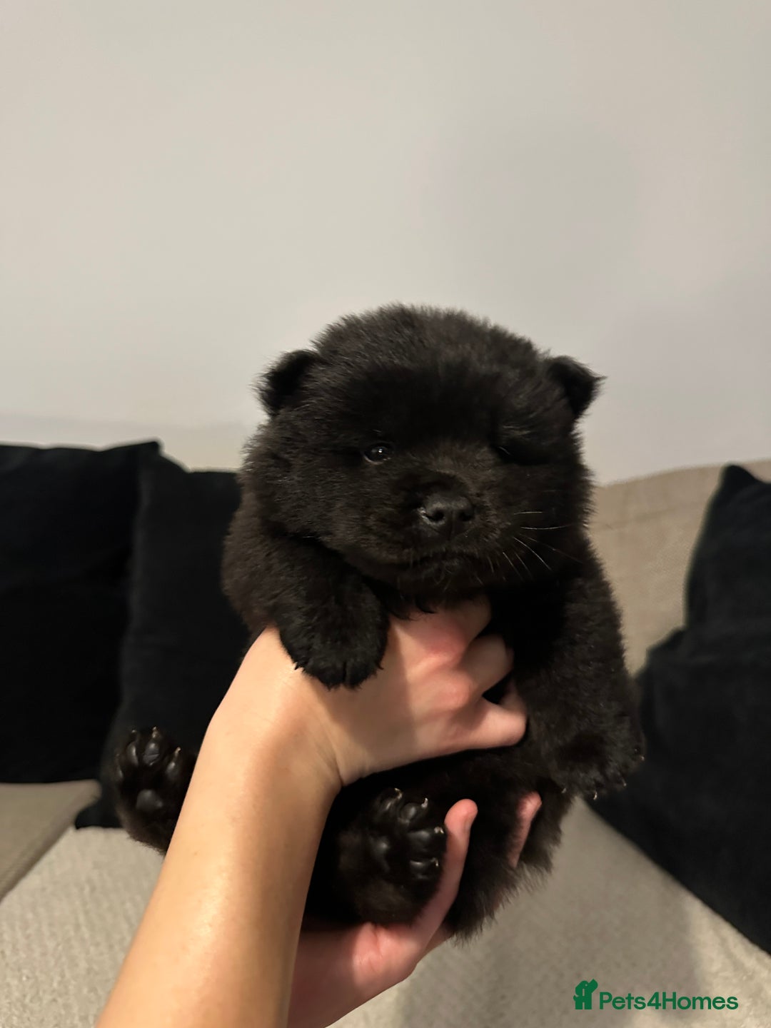 Chow Chow dogs for sale: 🐾 Chow Chow Puppies 2 Black 1 Red🐾 - Image 3