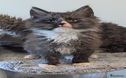 Maine Coon cats for sale: Maine Coon kittens - Image 7