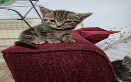 Mixed Breed cats for sale: 2 lovely girls looking for forever home  - Image 7