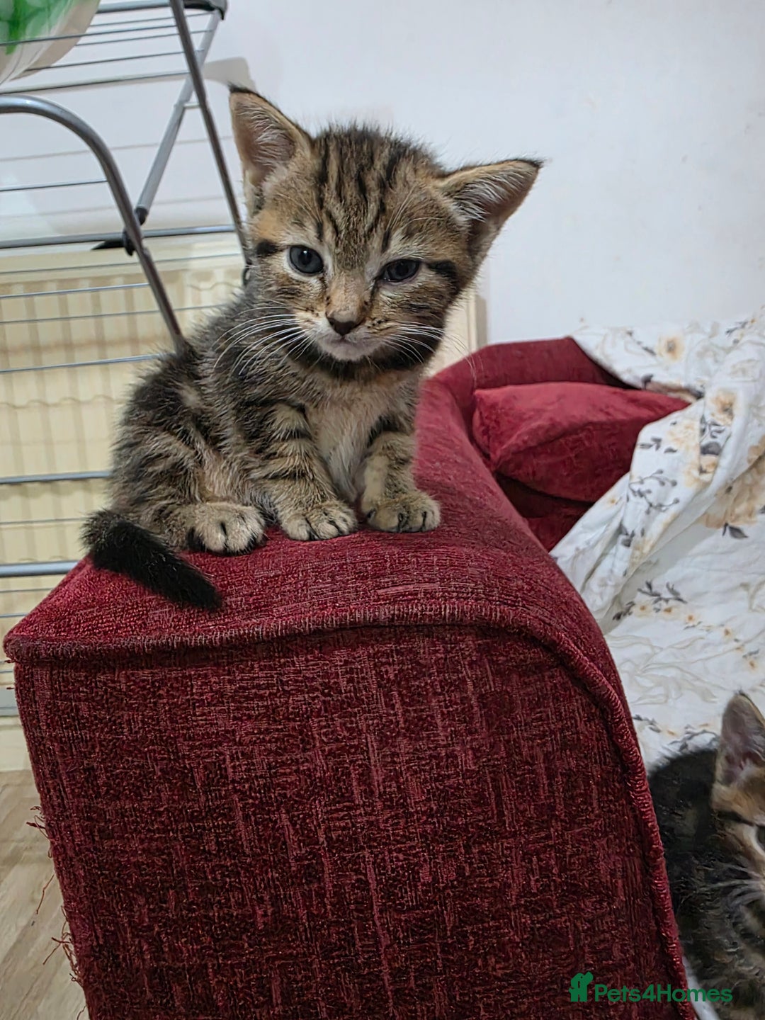 Mixed Breed cats for sale: 2 lovely girls looking for forever home  - Image 7