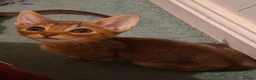 Mixed Breed cats for sale: Kittens looking for new homes - Advert 8