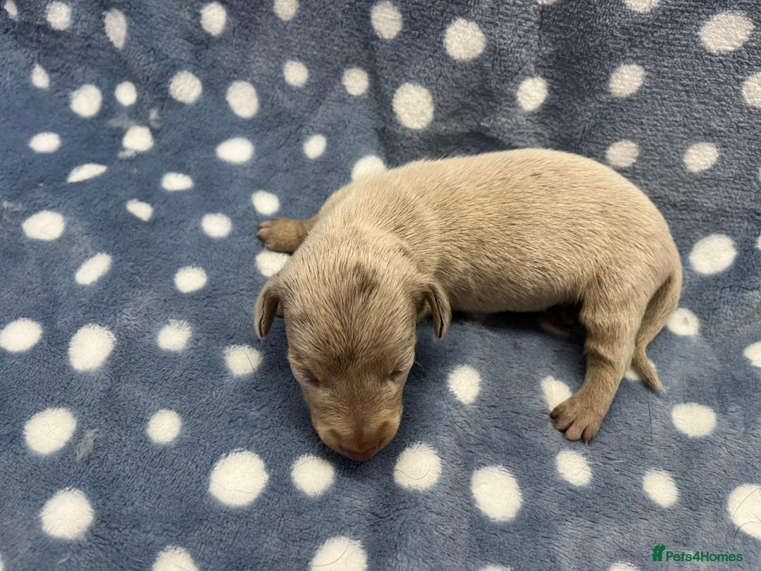 Miniature Dachshund dogs for sale: ⭐️🐾💖💙KC REG💙💖🐾⭐️5 star breeder   - Advert 14
